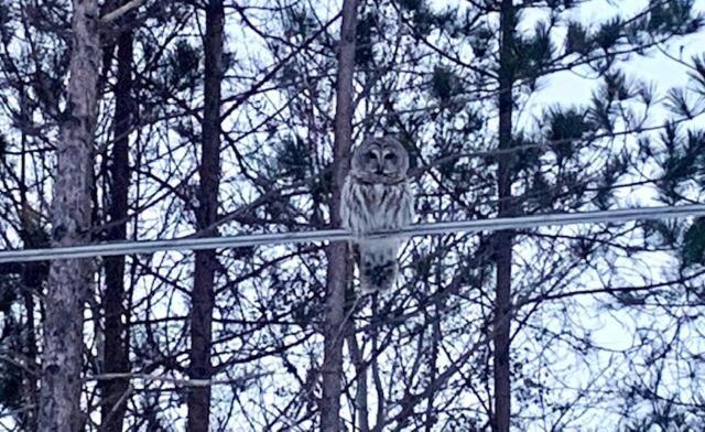 Villa Life'S A Hoot Au Gres Esterno foto